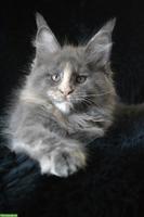 Maine Coon Kitten, Blue Silver Torbie, sucht seinen Lebensplatz
