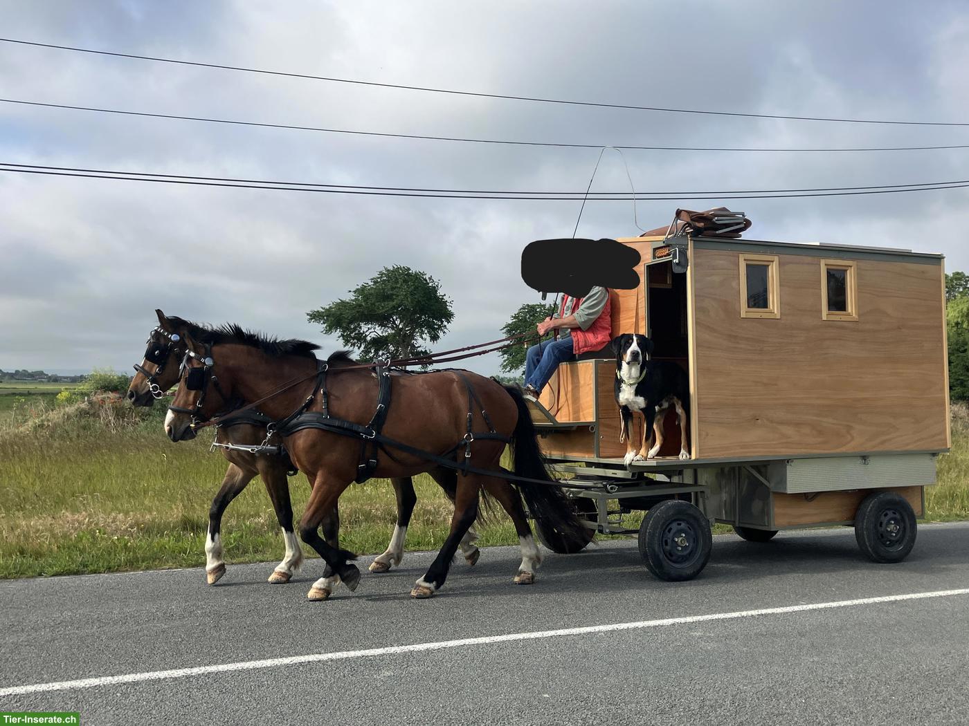 Tiny House auf Rädern zu verkaufen