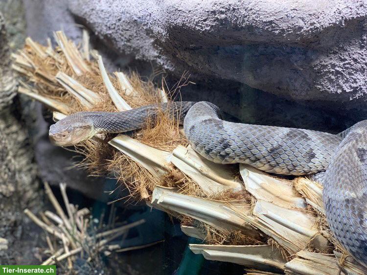 Bild 2: Brasilianisches Lanzenotter Weibchen (Bothrops moojeni)