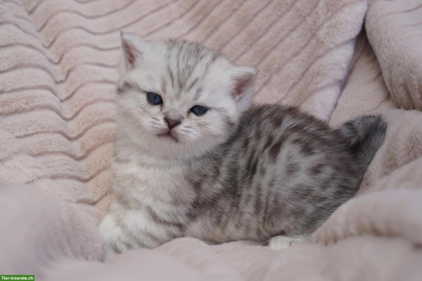 Bild 10: Reinrassige Britisch Kurzhaar Kitten vom Kragener Eck Zucht