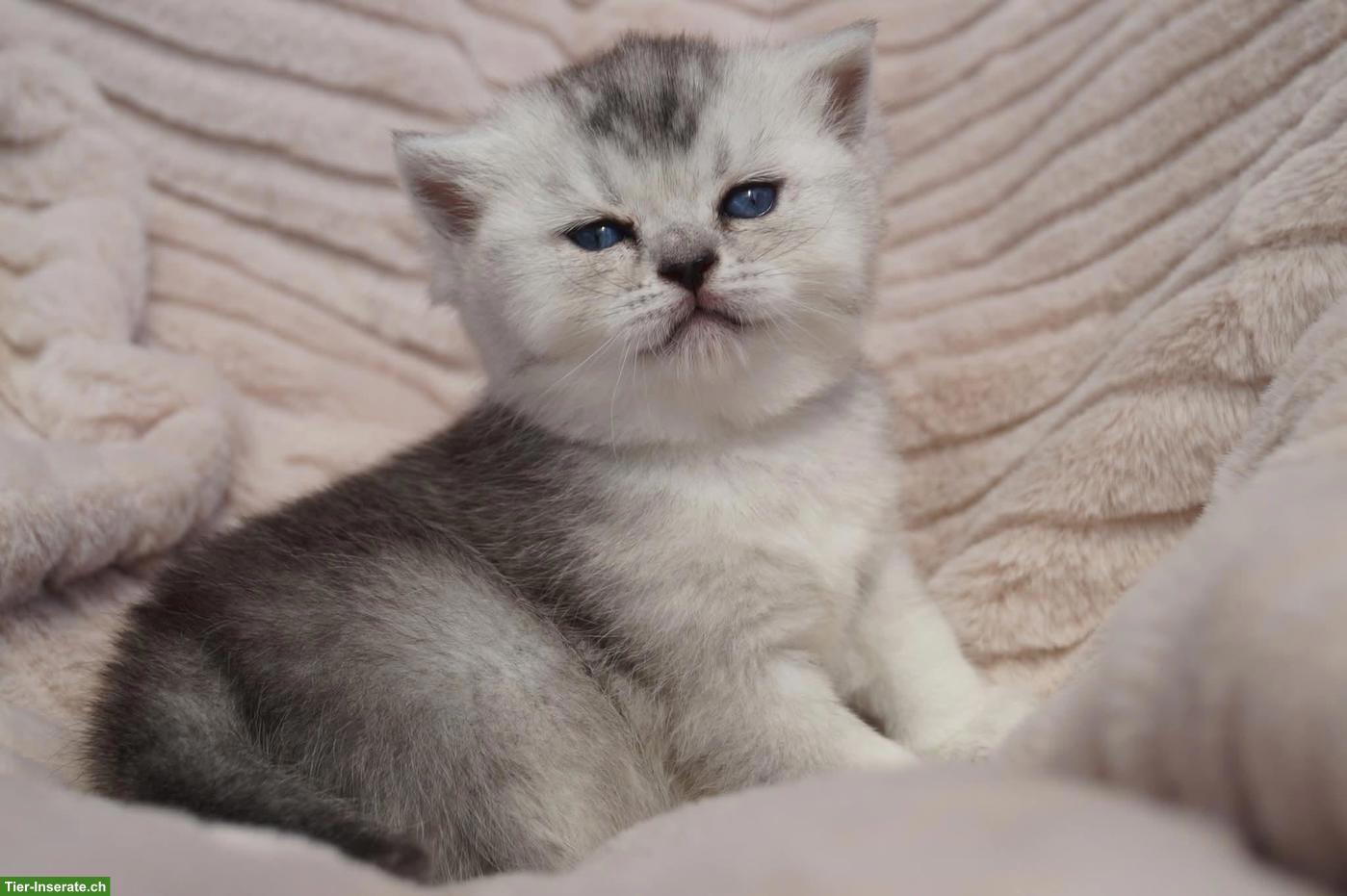 Bild 2: Reinrassige Britisch Kurzhaar Kitten vom Kragener Eck Zucht