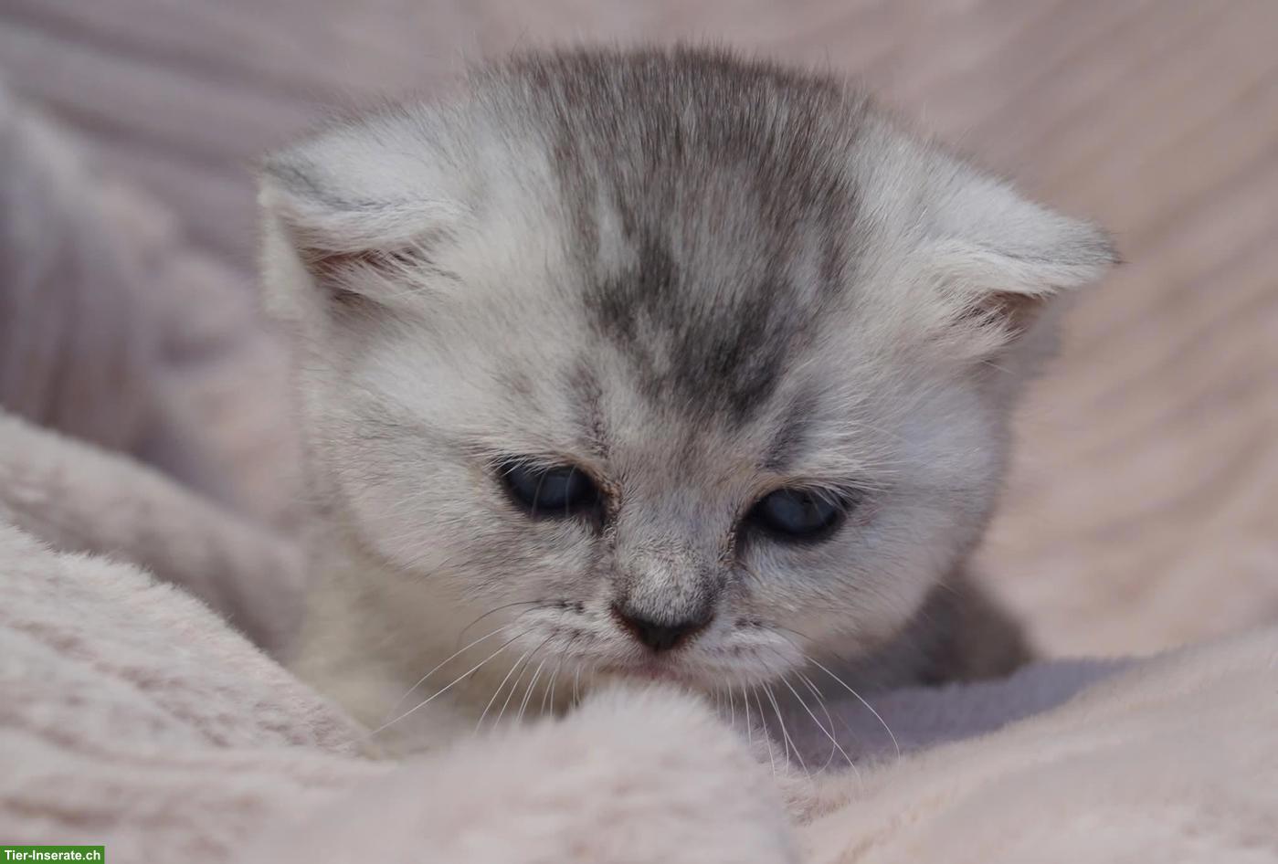 Bild 3: Reinrassige Britisch Kurzhaar Kitten vom Kragener Eck Zucht