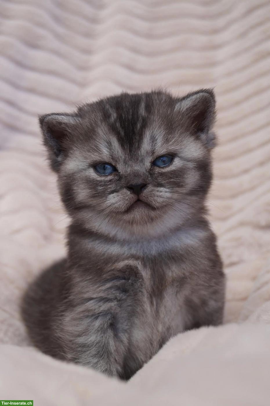 Bild 4: Reinrassige Britisch Kurzhaar Kitten vom Kragener Eck Zucht