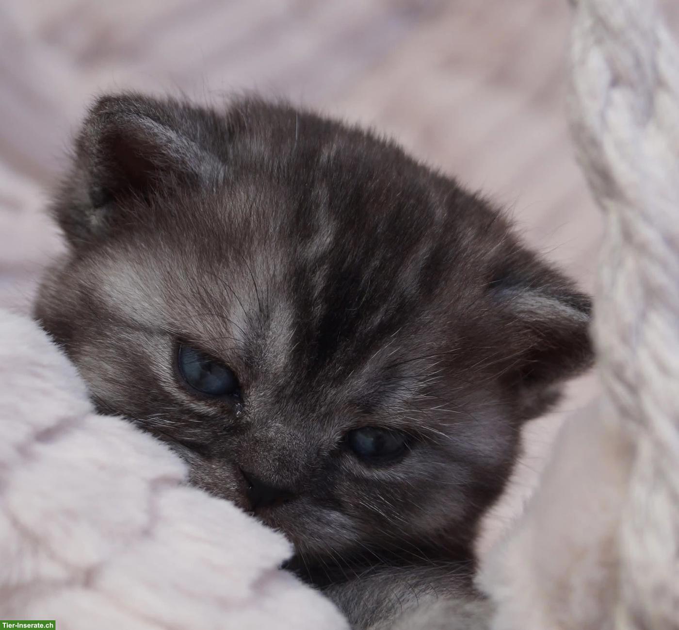 Bild 5: Reinrassige Britisch Kurzhaar Kitten vom Kragener Eck Zucht