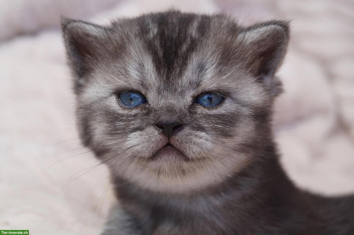 Bild 6: Reinrassige Britisch Kurzhaar Kitten vom Kragener Eck Zucht