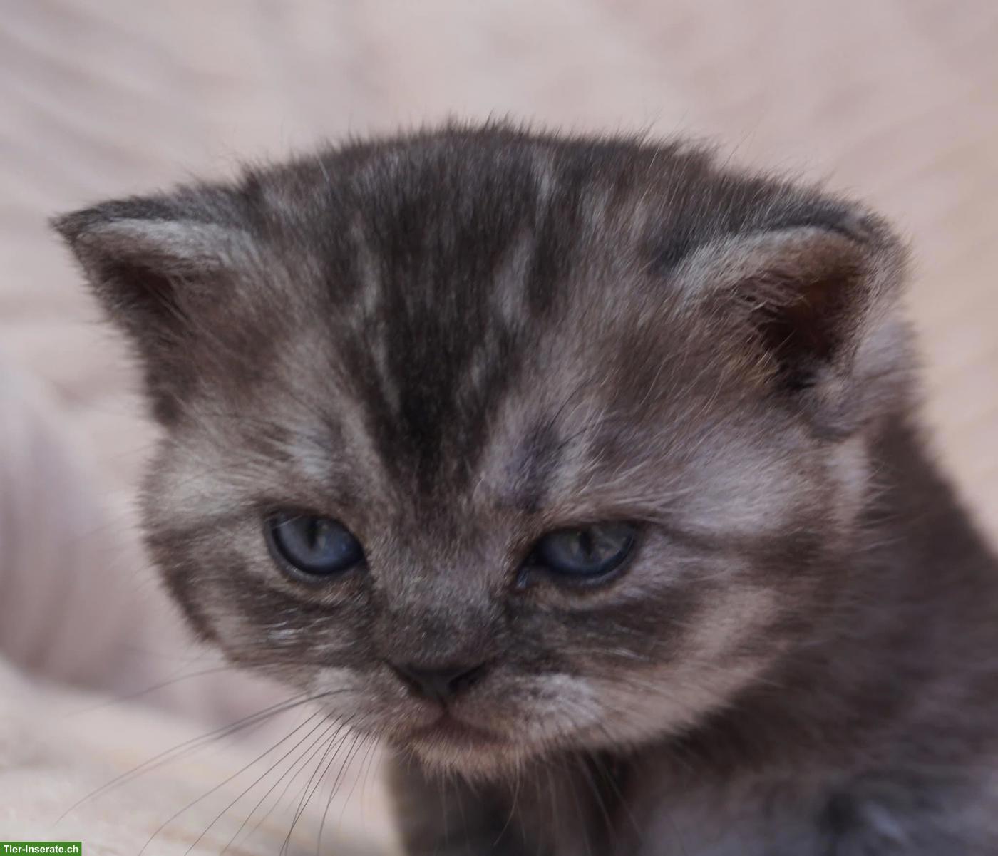Bild 7: Reinrassige Britisch Kurzhaar Kitten vom Kragener Eck Zucht