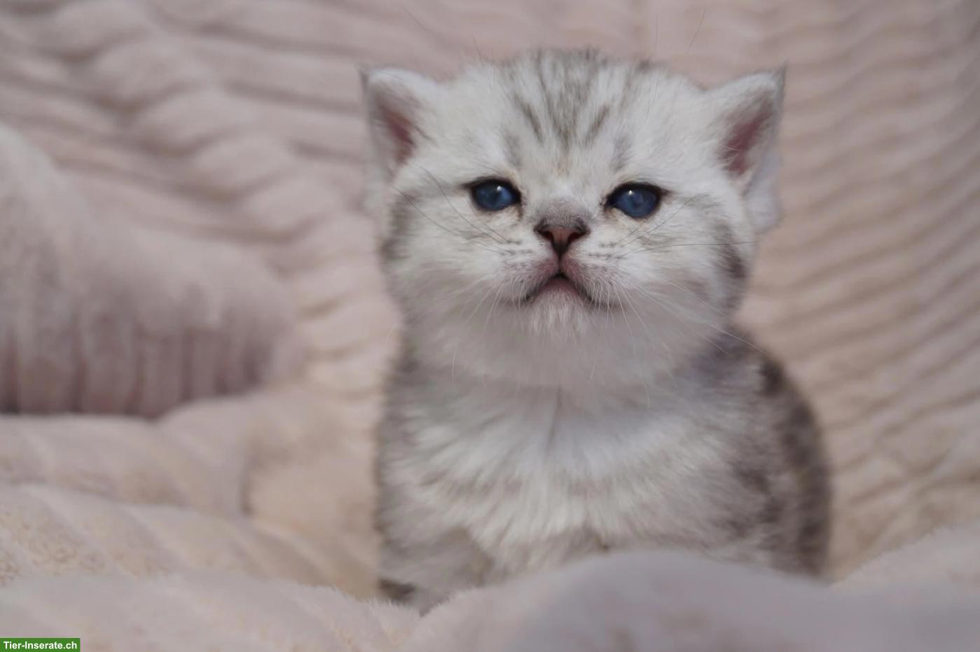 Bild 8: Reinrassige Britisch Kurzhaar Kitten vom Kragener Eck Zucht
