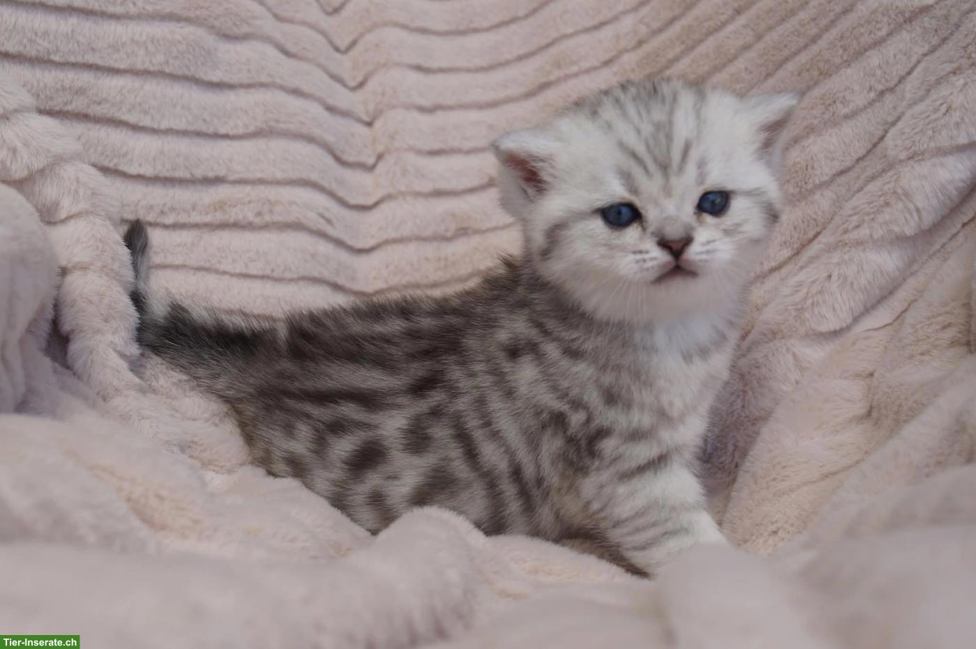 Bild 9: Reinrassige Britisch Kurzhaar Kitten vom Kragener Eck Zucht