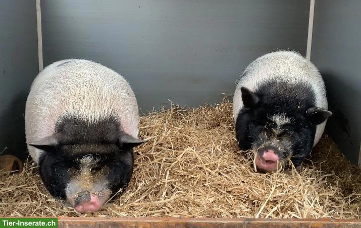 Minischweine Harley & Babe suchen neues liebevolles Zuhause
