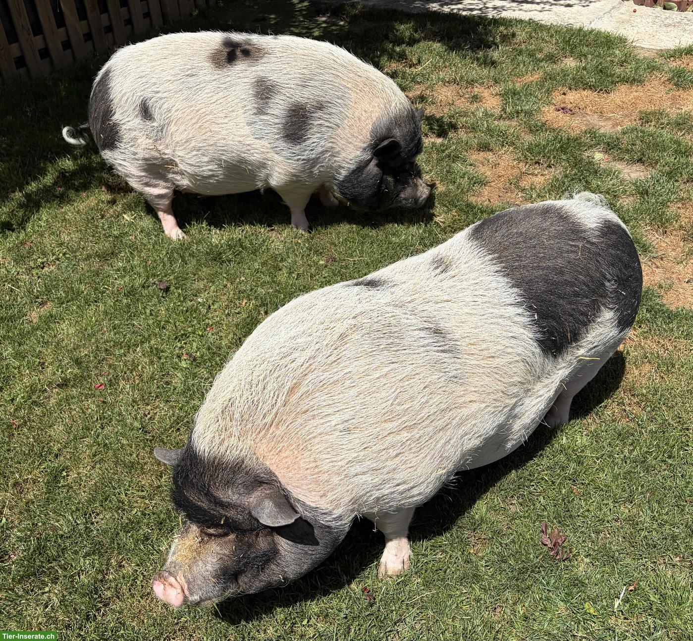 Bild 2: Minischweine Harley & Babe suchen neues liebevolles Zuhause