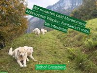 Maremmano Welpen aus Schafherde