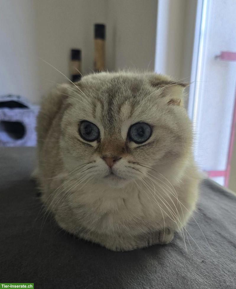 Scottish Fold Kater sucht neues liebevolles Zuhause