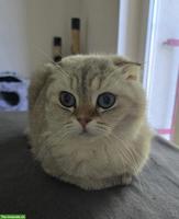 Scottish Fold Kater sucht neues liebevolles Zuhause
