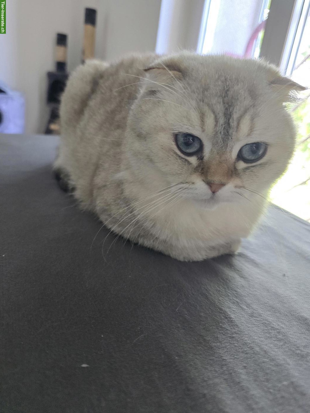 Bild 2: Scottish Fold Kater sucht neues liebevolles Zuhause
