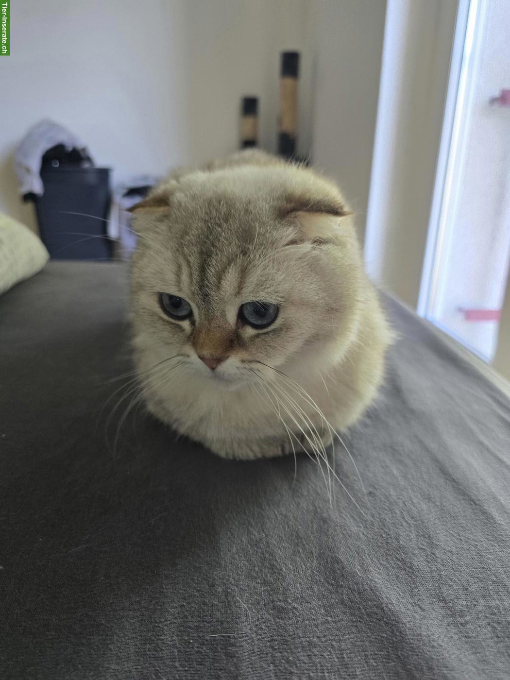 Bild 3: Scottish Fold Kater sucht neues liebevolles Zuhause