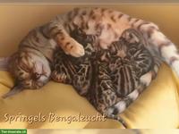 Junge reinrassige Bengal Kitten mit Stammbaum | Südschwarzwald