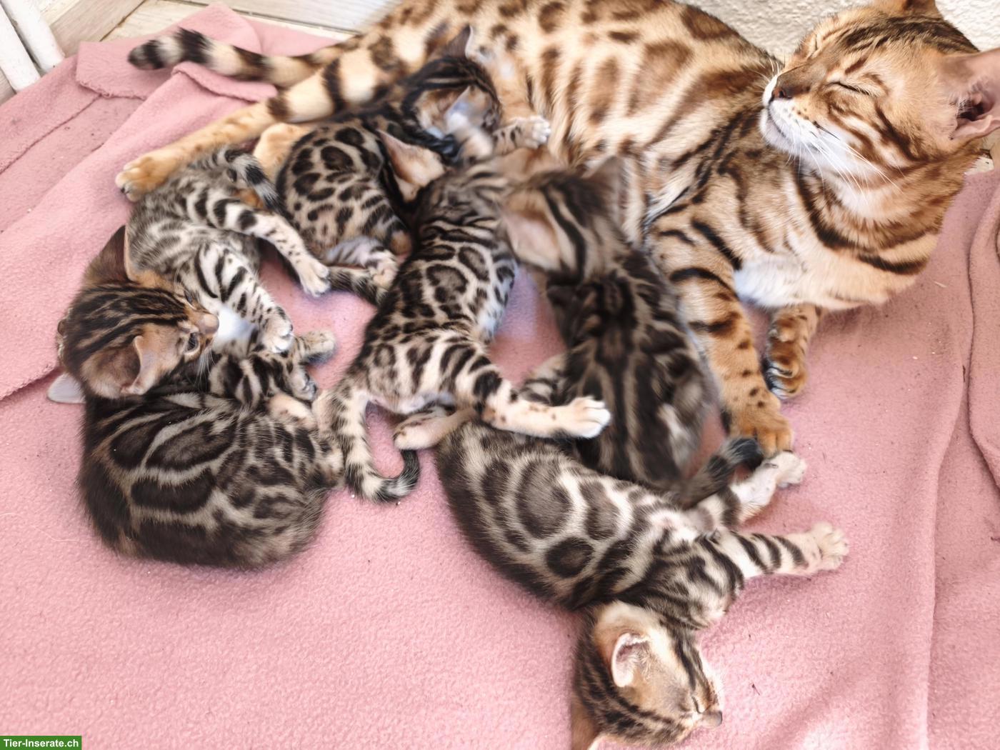 Bild 2: Junge Bengal Kitten, reinrassig mit Stammbaum | Südschwarzwald