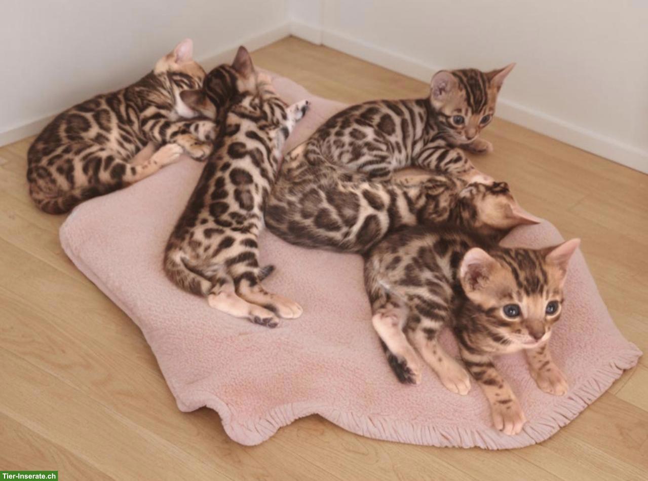 Bild 3: Junge Bengal Kitten, reinrassig mit Stammbaum | Südschwarzwald