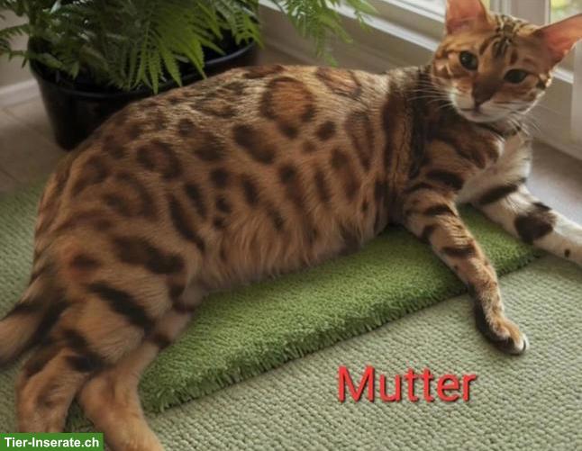 Bild 4: Junge Bengal Kitten, reinrassig mit Stammbaum | Südschwarzwald
