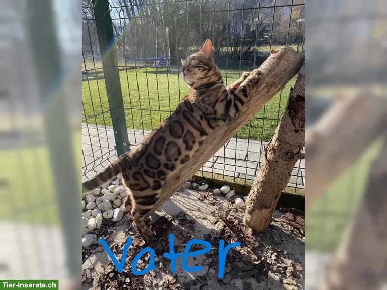 Bild 5: Junge Bengal Kitten, reinrassig mit Stammbaum | Südschwarzwald