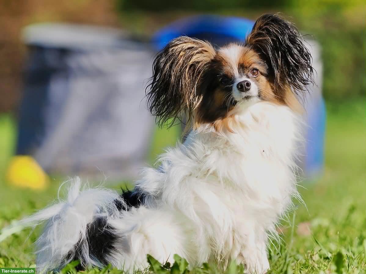 Reinrassiger Papillon Rüde sucht Einzelplatz