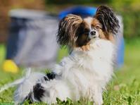 Reinrassiger Papillon Rüde sucht Einzelplatz