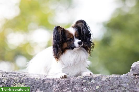 Bild 2: Reinrassiger Papillon Rüde sucht Einzelplatz