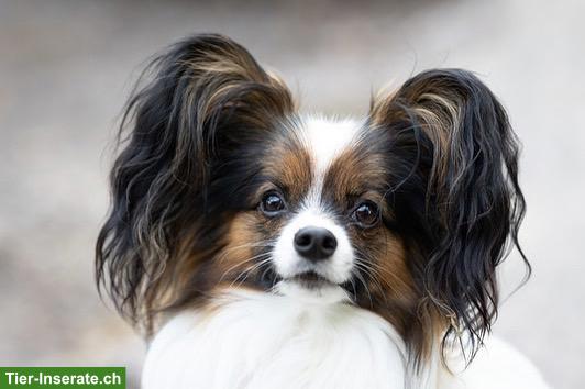 Bild 3: Reinrassiger Papillon Rüde sucht Einzelplatz
