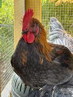 Schöne junge Marans Hähne