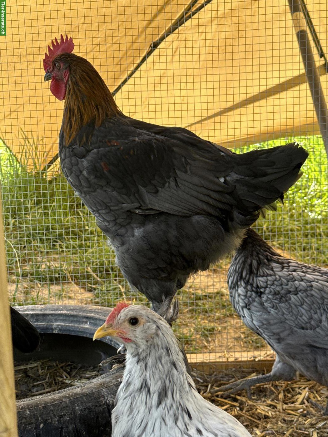 Bild 2: Schöne junge Marans Hähne