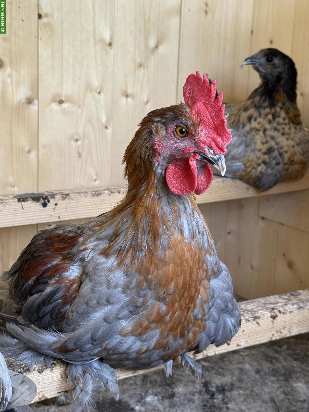 Bild 3: Schöne junge Marans Hähne