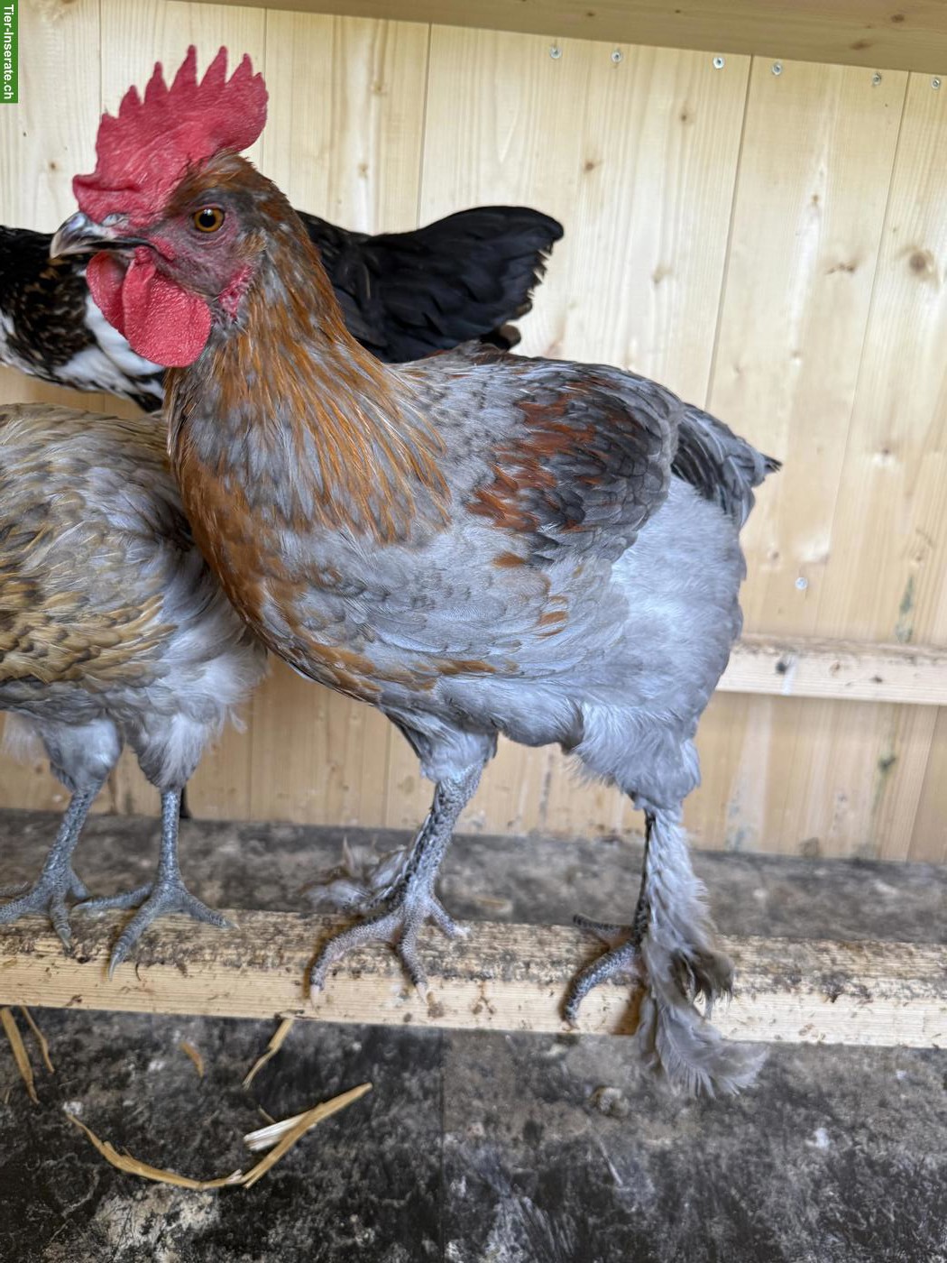 Bild 4: Schöne junge Marans Hähne