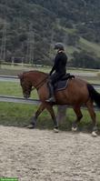 Reitbeteiligung gesucht für Dressur, Springen, Ausritte
