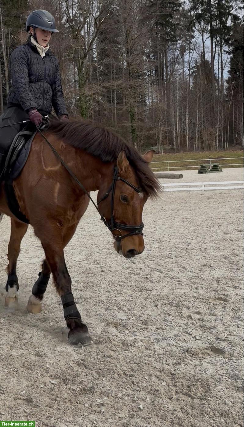 Bild 3: Reitbeteiligung gesucht für Dressur, Springen, Ausritte
