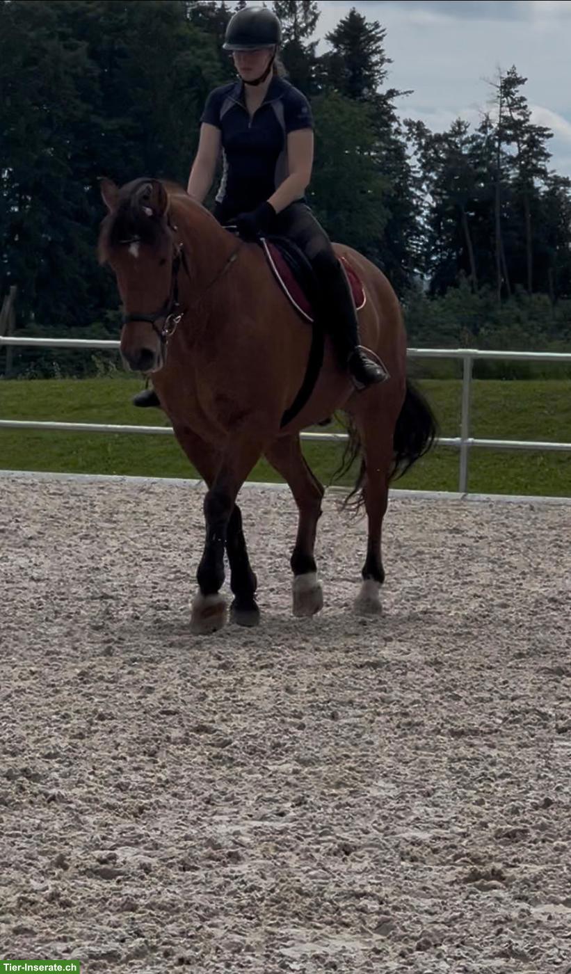 Bild 4: Reitbeteiligung gesucht für Dressur, Springen, Ausritte