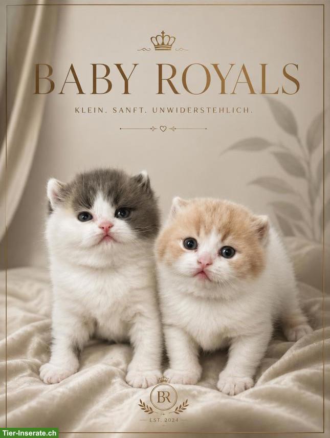 BKH Kitten mit Stammbaum