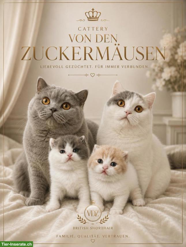 Bild 2: BKH Kitten mit Stammbaum