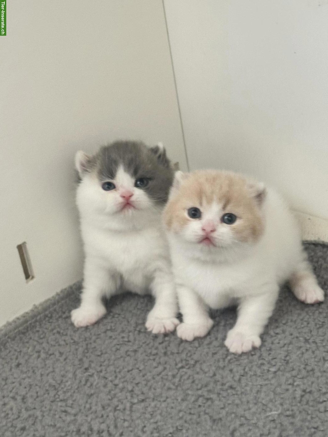 Bild 3: BKH Kitten mit Stammbaum