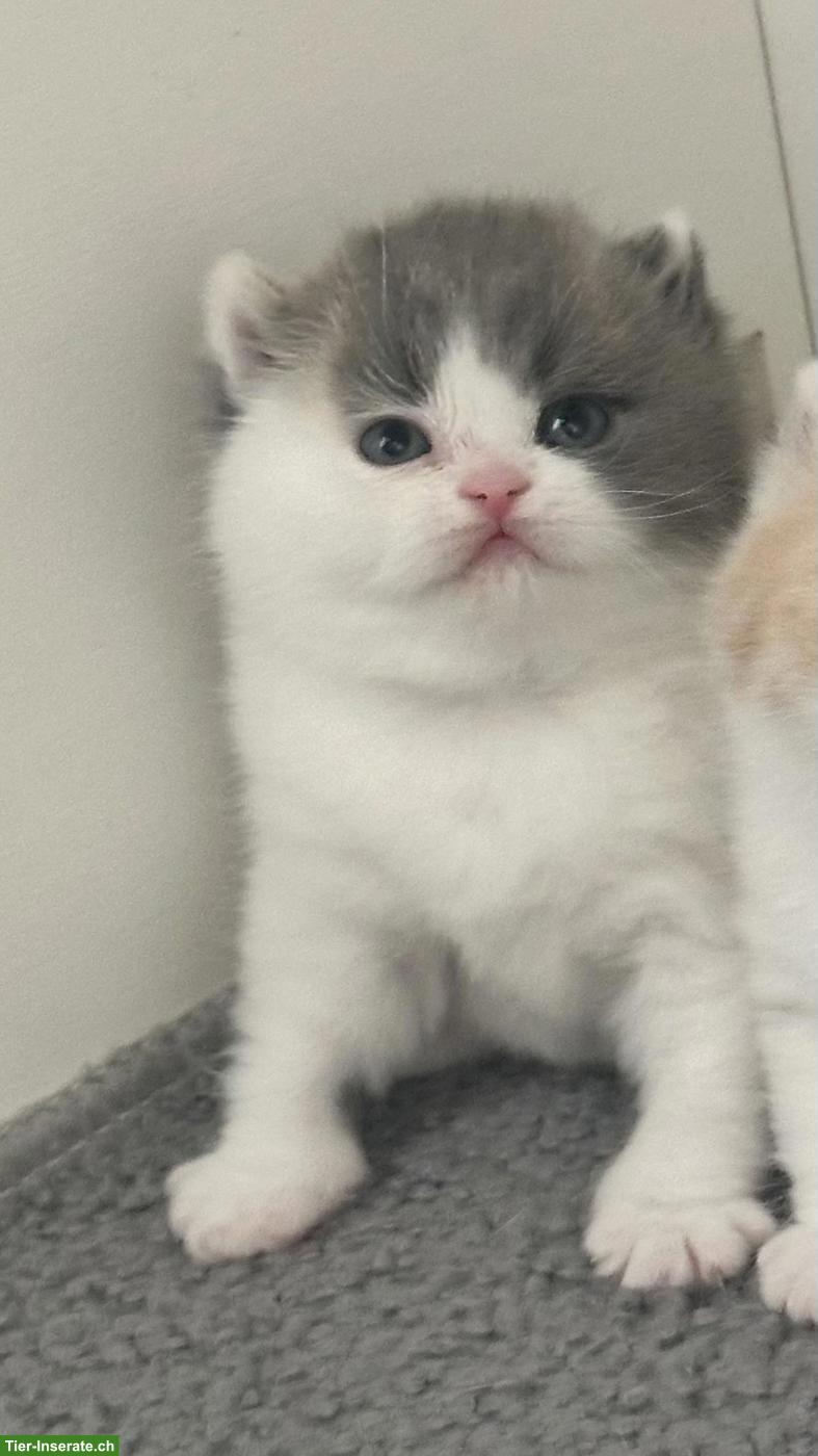 Bild 4: BKH Kitten mit Stammbaum