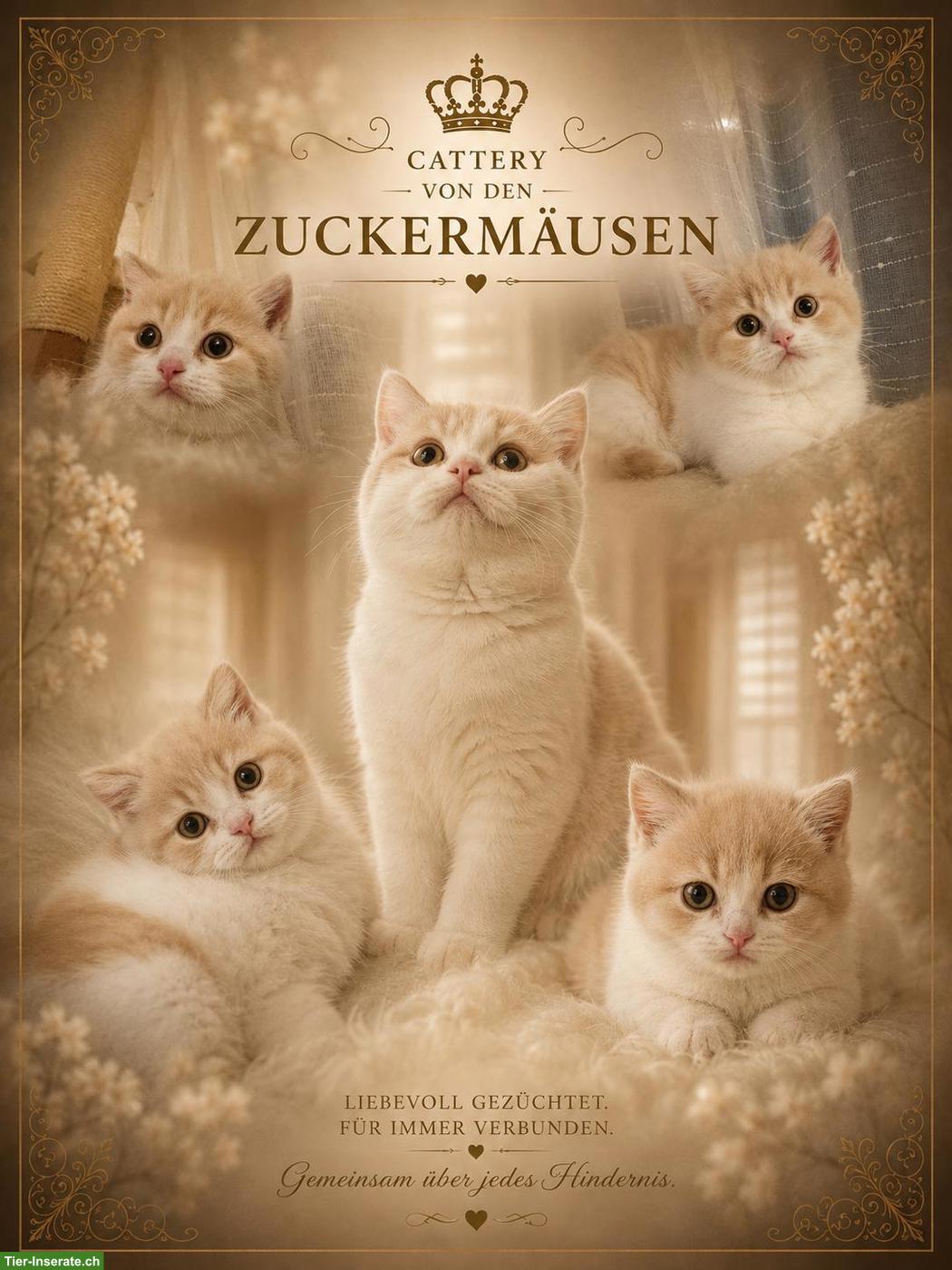 Bild 7: BKH Kitten mit Stammbaum