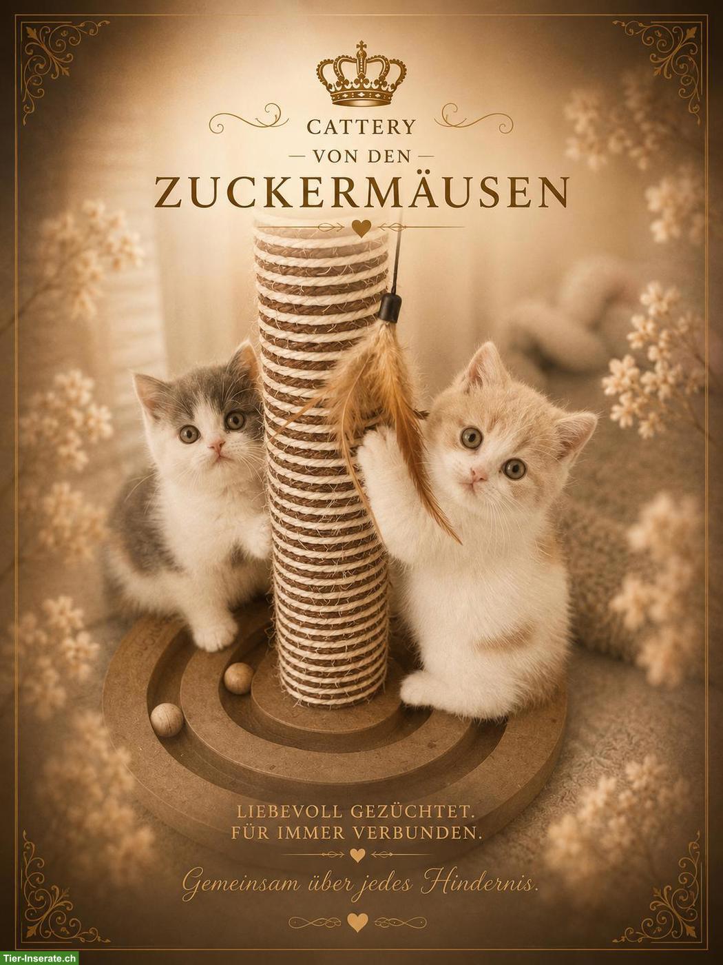 Bild 9: BKH Kitten mit Stammbaum