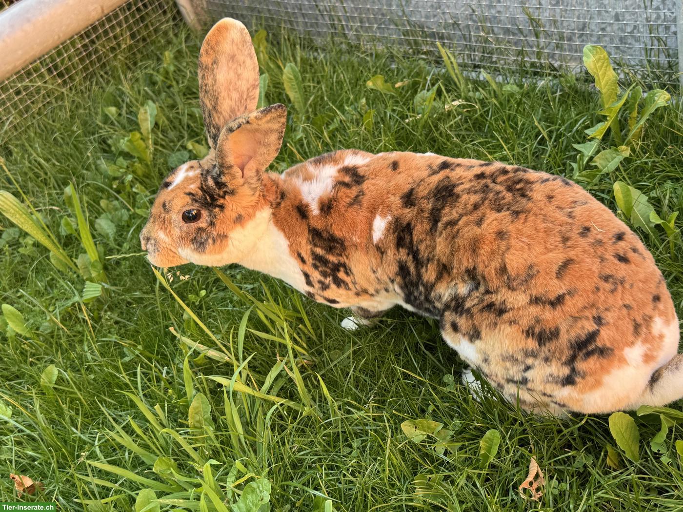 Schöne Rexkaninchen Zibbe