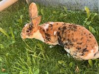 Schöne Rexkaninchen Zibbe