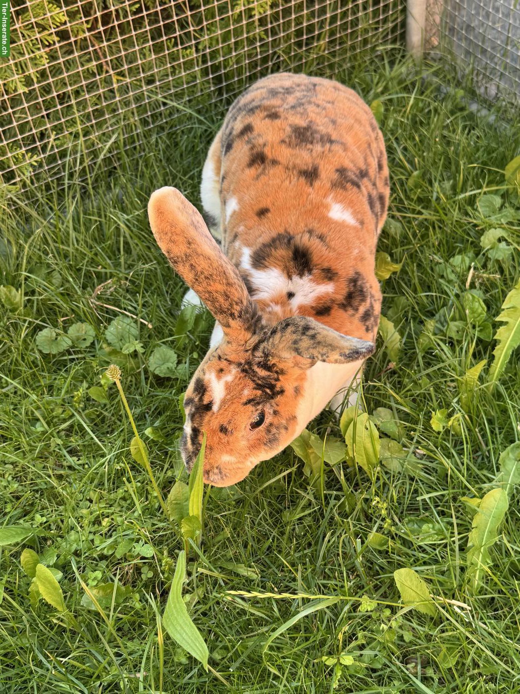 Bild 2: Schöne Rexkaninchen Zibbe
