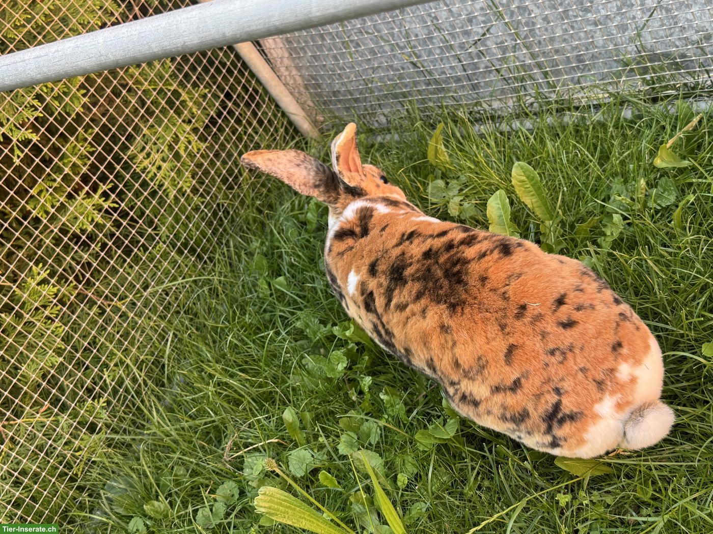 Bild 3: Schöne Rexkaninchen Zibbe