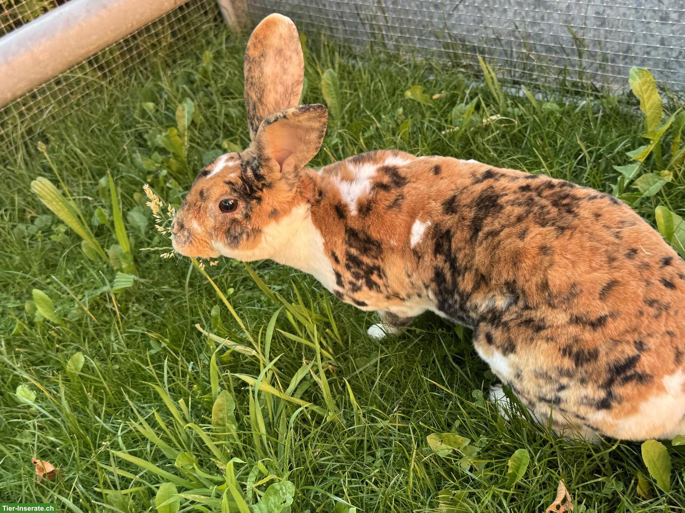 Bild 4: Schöne Rexkaninchen Zibbe