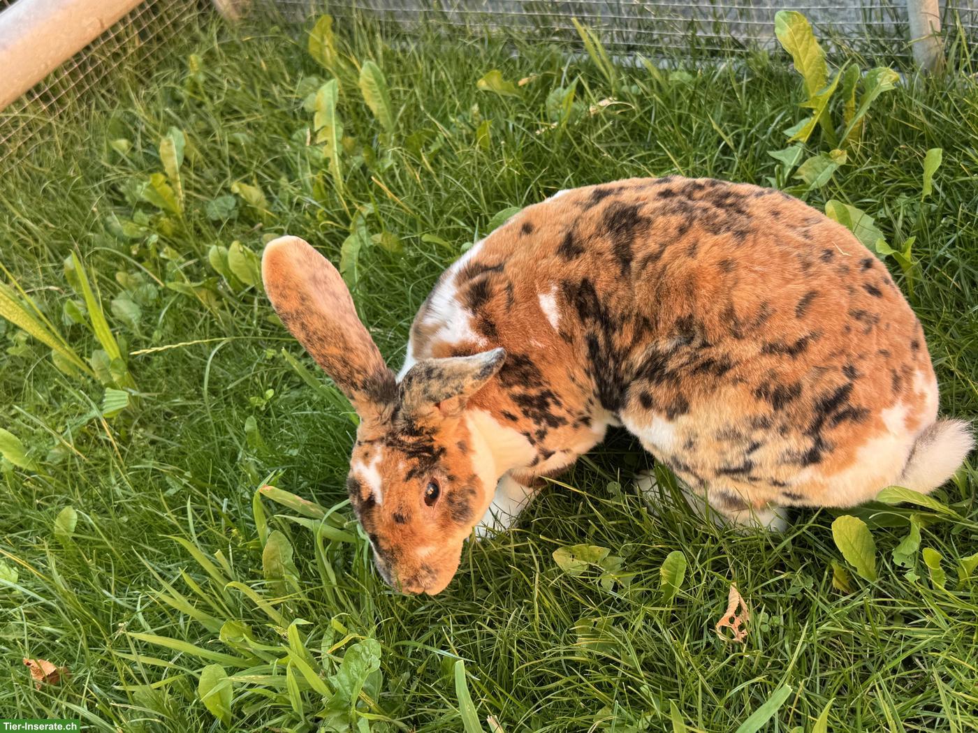 Bild 5: Schöne Rexkaninchen Zibbe