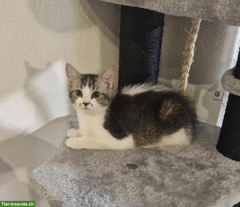 BKH Mischlingskitten, Kater