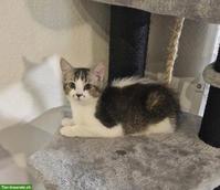 BKH Mischlingskitten, Kater