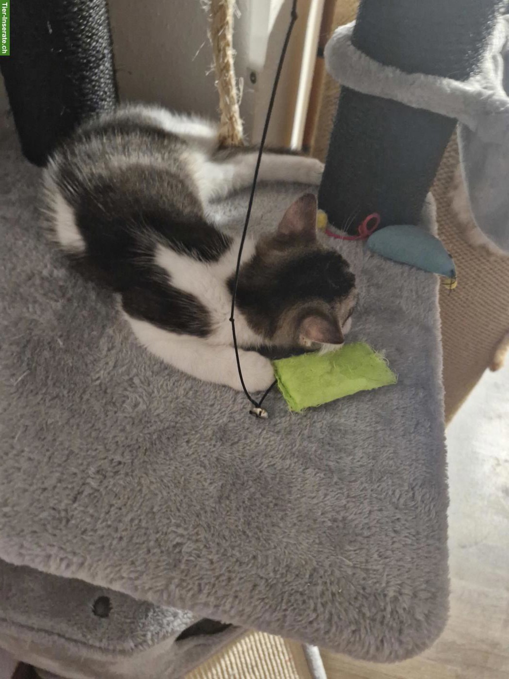Bild 2: BKH Mischlingskitten, Kater
